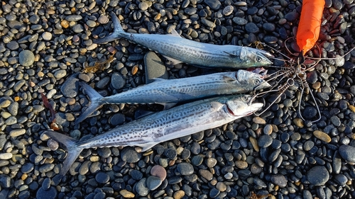 サゴシの釣果