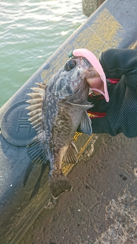 クロソイの釣果