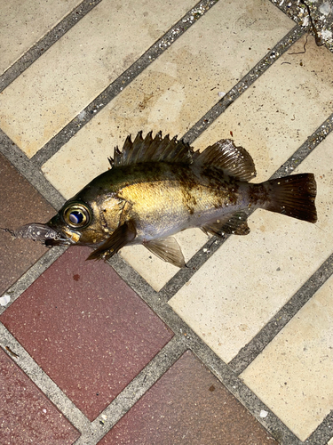 メバルの釣果