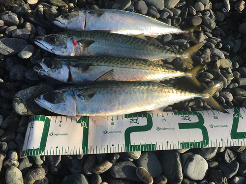 サバの釣果