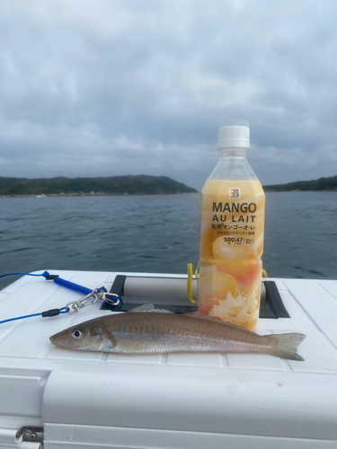 キスの釣果