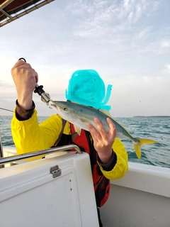 イナダの釣果