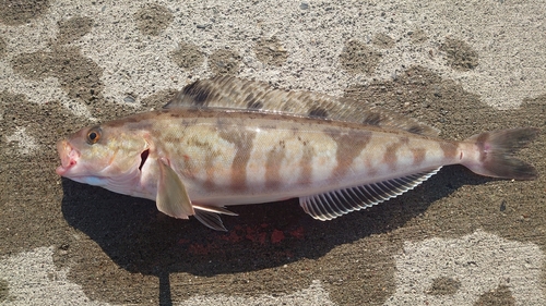 ホッケの釣果