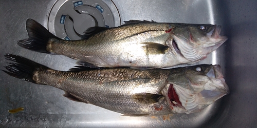 シーバスの釣果