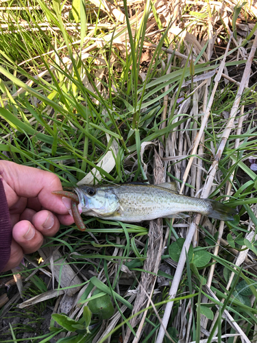 ラージマウスバスの釣果