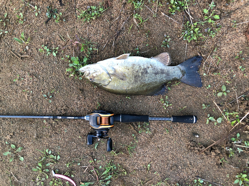 ブラックバスの釣果