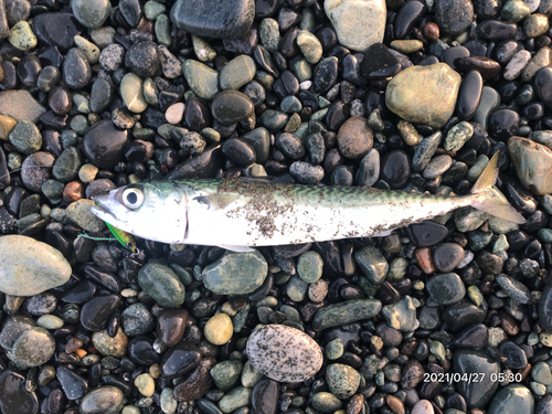 サバの釣果