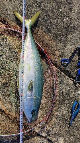 メジロの釣果