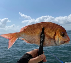 ハナダイの釣果