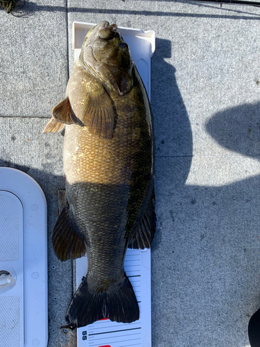 スモールマウスバスの釣果