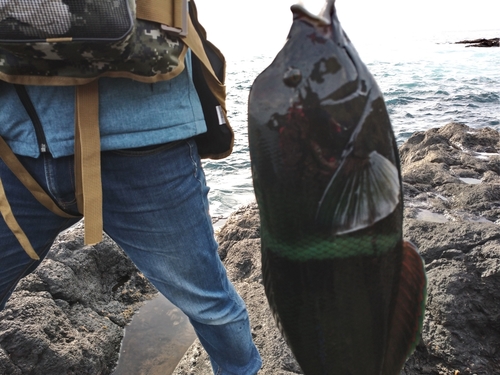 カンムリベラの釣果