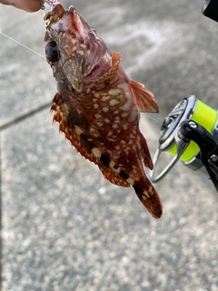 アラカブの釣果