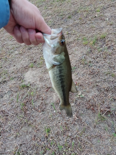 ラージマウスバスの釣果