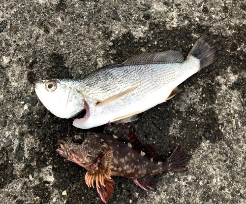 イシモチの釣果