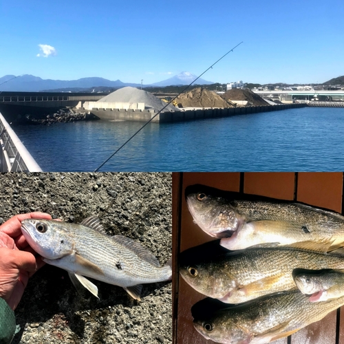 イシモチの釣果