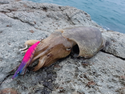 コウイカの釣果