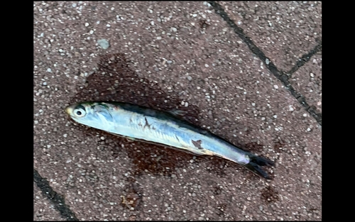 カタクチイワシの釣果