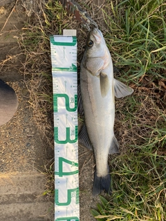 フッコ（マルスズキ）の釣果