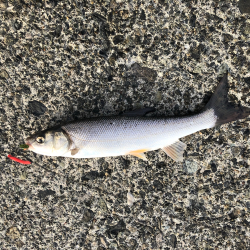 ウグイの釣果