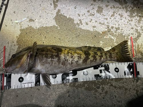 アイナメの釣果