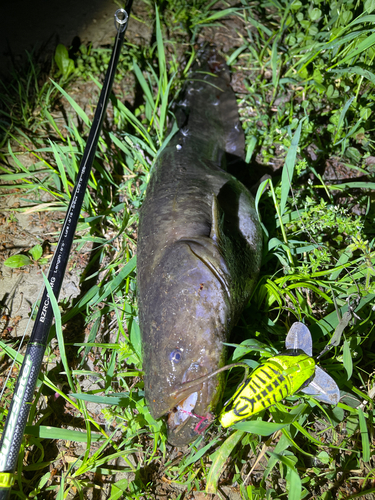 ナマズの釣果