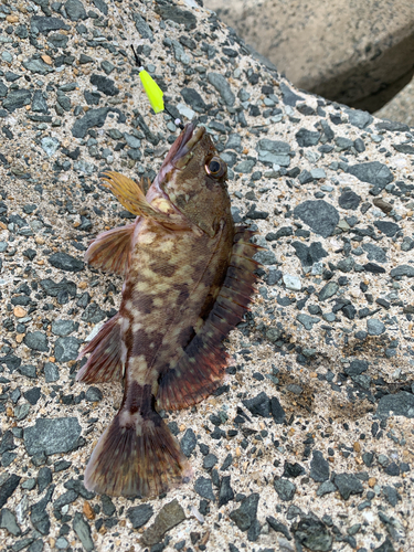 アラカブの釣果