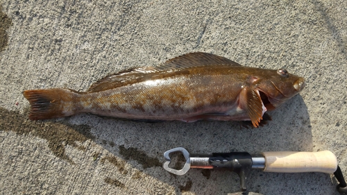 アイナメの釣果