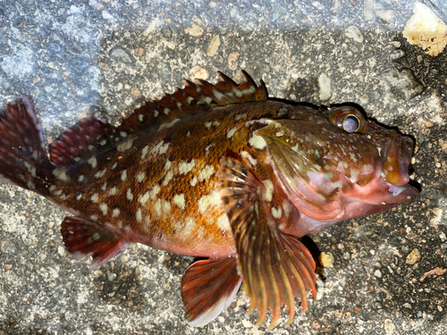 カサゴの釣果