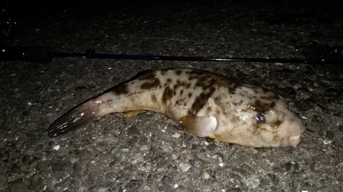 ショウサイフグの釣果