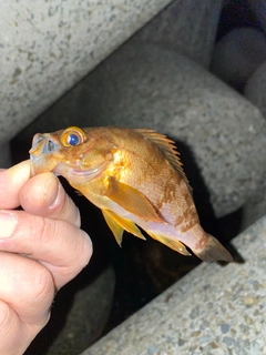 アカメバルの釣果