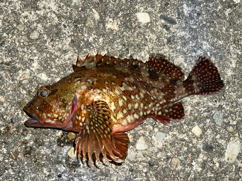 カサゴの釣果