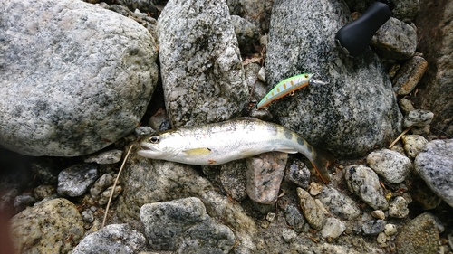 アマゴの釣果