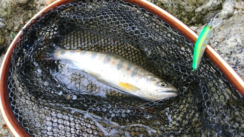 アマゴの釣果