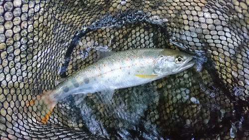 アマゴの釣果