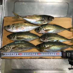 アジの釣果