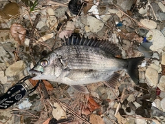 チヌの釣果