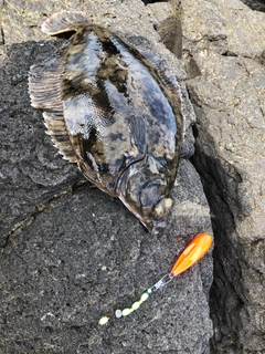 クロガシラガレイの釣果