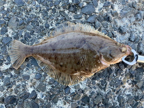 ソイの釣果