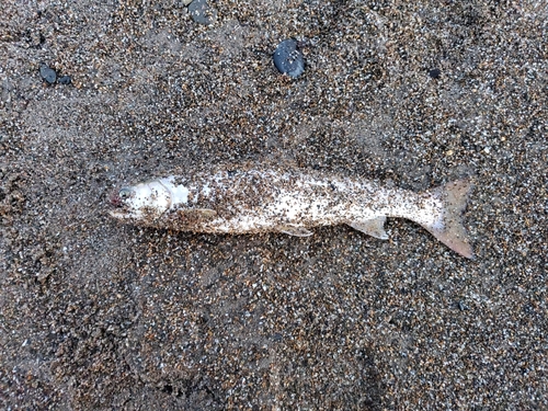 ウミアメの釣果