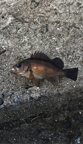 クロメバルの釣果