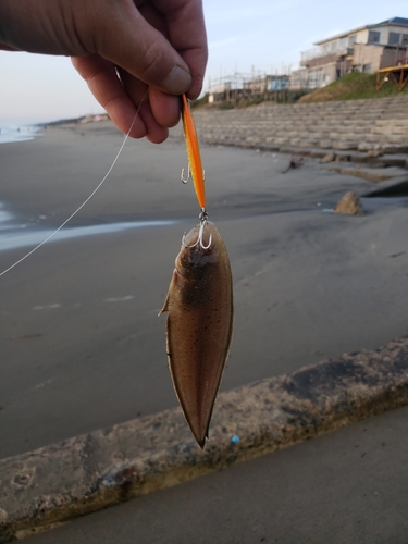 シタビラメの釣果