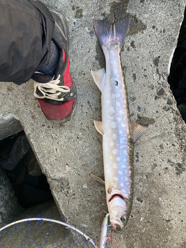 アメマスの釣果