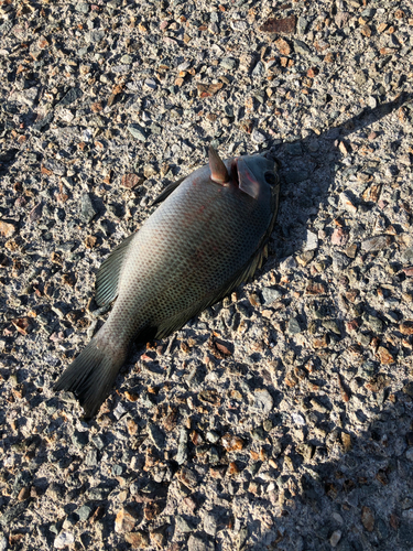 メジナの釣果