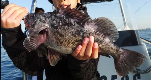 ソイの釣果