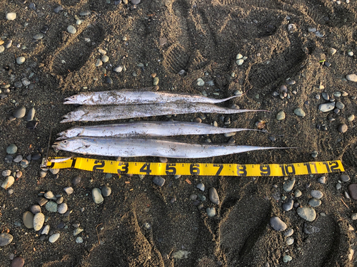 タチウオの釣果