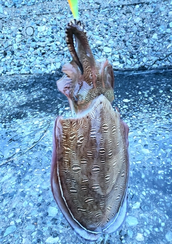 コウイカの釣果