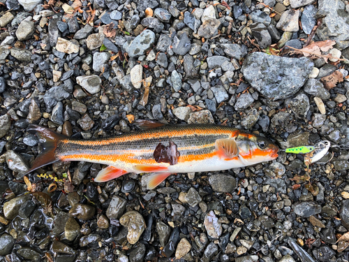 ウグイの釣果