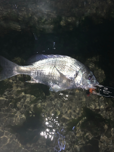 キビレの釣果