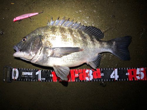 クロダイの釣果