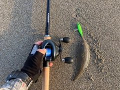 シタビラメの釣果